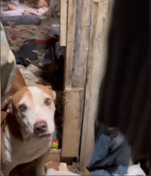 Cena de terror: freezer com cães mortos e 80 animais em situação cruel chocam policiais em SC