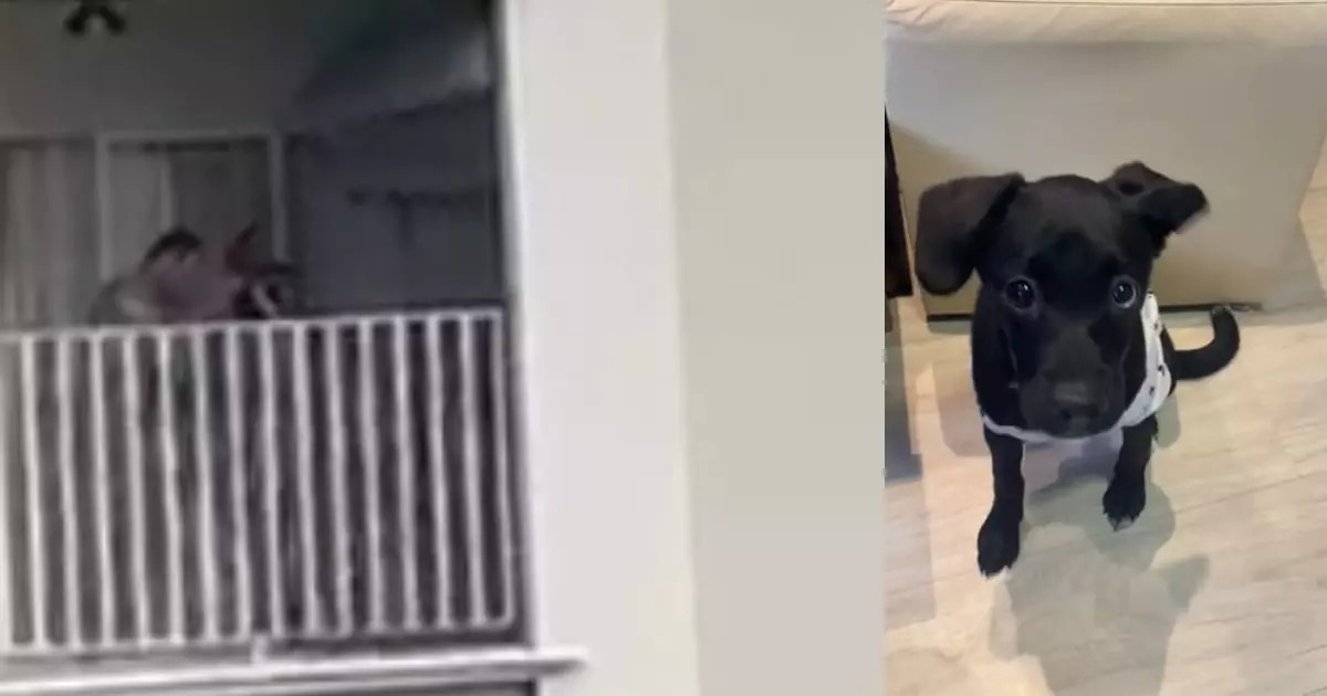 VÍDEO – Homem é flagrado maltratando cachorrinha, em Joinville