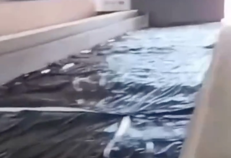 Video - Manifestantes negras são tratados como gado na Granja do Torto