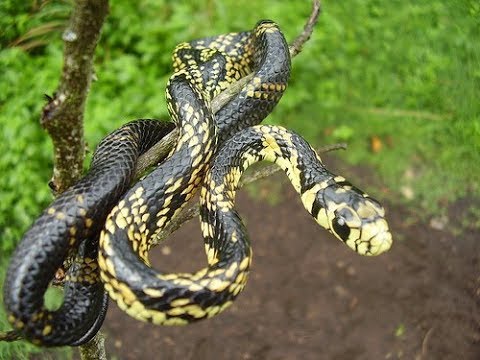 VÍDEO: família de Jaraguá do Sul leva susto ao encontrar maior cobra de SC passeando no jardim