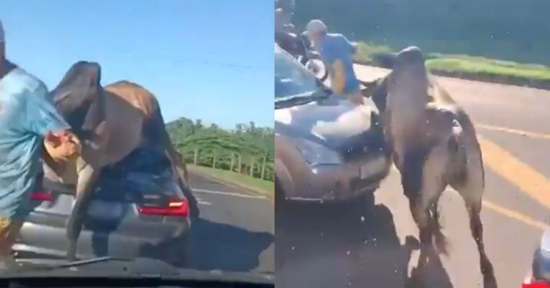 VÍDEO: Touro enfurecido pula em BMW e destrói veículos durante ‘perseguição’ em SP