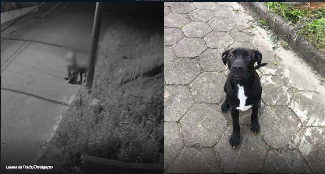 VÍDEO – Filhote de cachorro é abandonado e amarrado em poste, em Joinville