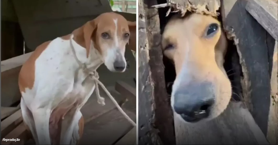 Vereadora de Joinville denuncia casa com cães em situação de maus-tratos no bairro Vila Cubatão