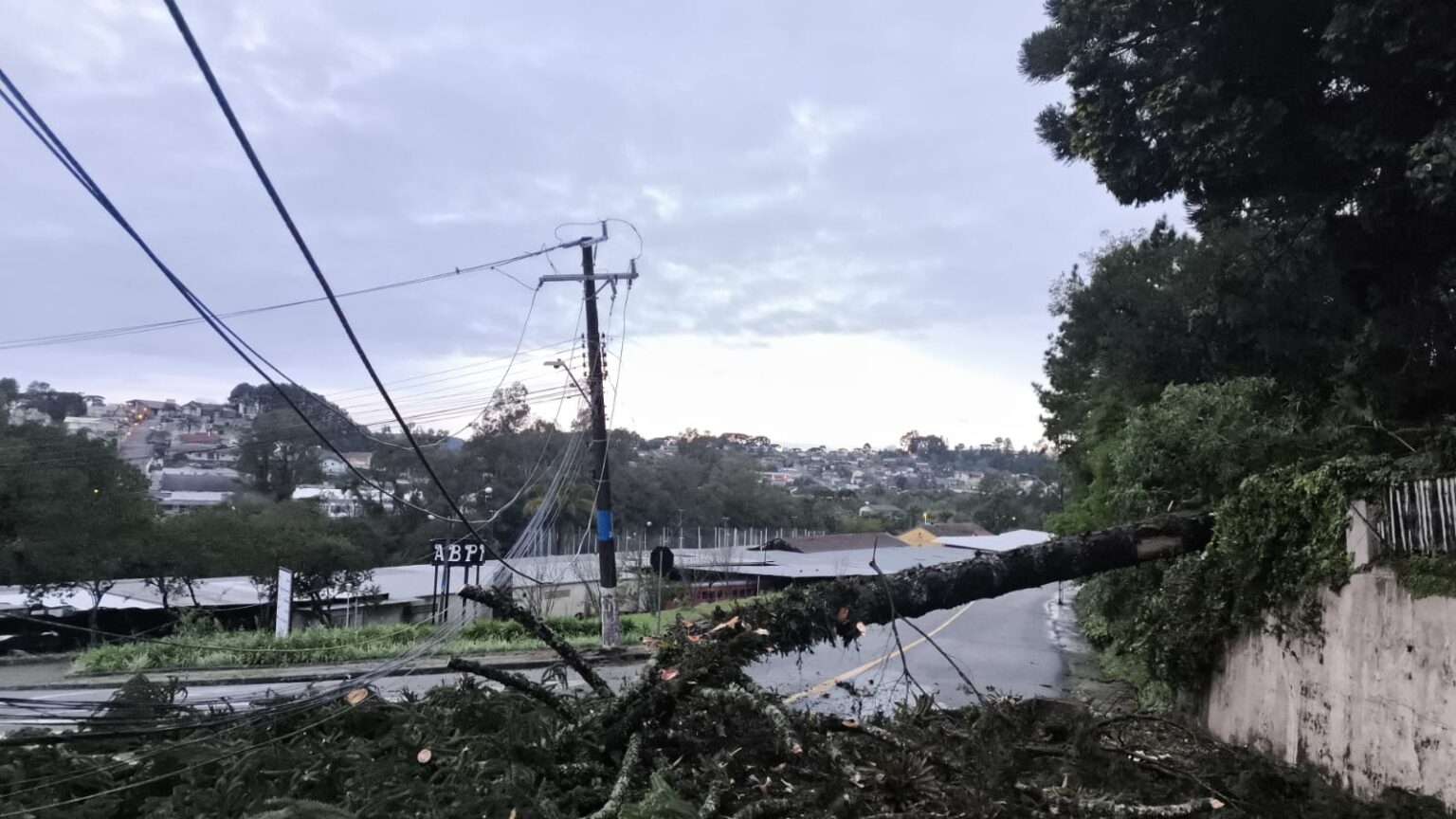 Queda de pinheiro danifica rede elétrica e deixa 355 imóveis sem energia em Rio Negrinho