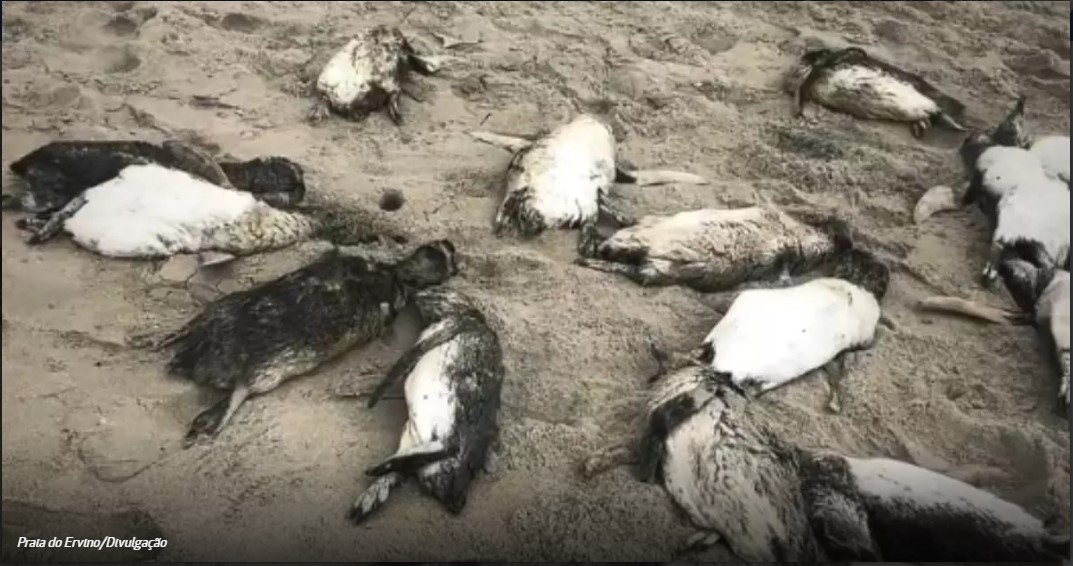 VÍDEO – Mais de 80 pinguins-de-magalhães são encontrados mortos em praia de São Francisco do Sul