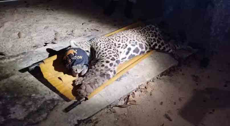 Vídeo - Onça que devorou caseiro é capturada no Pantanal