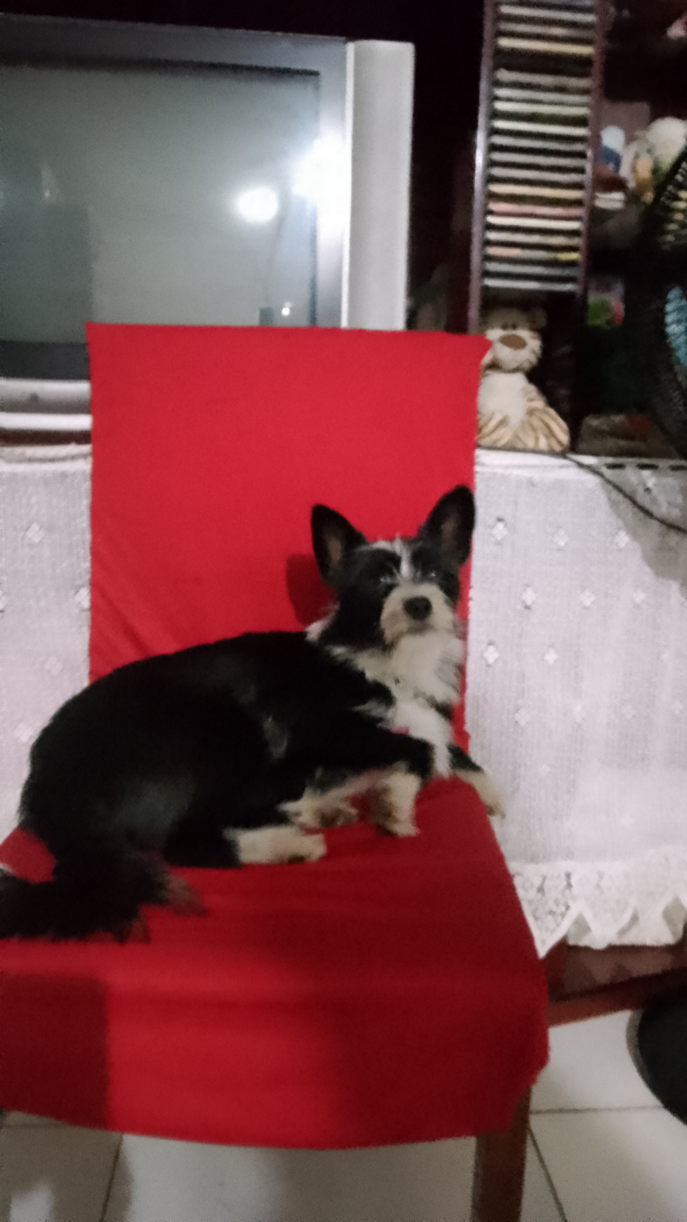 Continua ação do Castra Móvel em Rio Negrinho